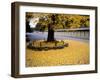 Ginko Leaves at Old Imperial Palace-null-Framed Premium Photographic Print