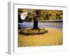 Ginko Leaves at Old Imperial Palace-null-Framed Premium Photographic Print