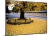 Ginko Leaves at Old Imperial Palace-null-Mounted Premium Photographic Print