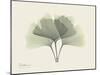 Ginko Moments-Albert Koetsier-Mounted Art Print