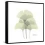 Ginko Portrait 1-Albert Koetsier-Framed Stretched Canvas