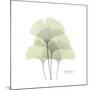 Ginko Portrait 1-Albert Koetsier-Mounted Premium Giclee Print