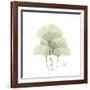 Ginko Portrait 1-Albert Koetsier-Framed Premium Giclee Print