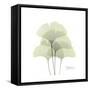 Ginko Portrait 1-Albert Koetsier-Framed Stretched Canvas