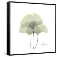 Ginko Portrait 2-Albert Koetsier-Framed Stretched Canvas