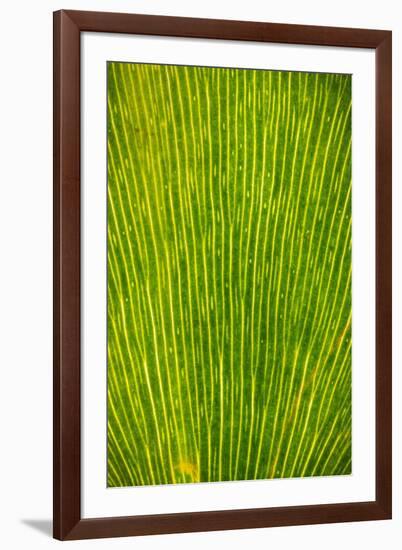 Ginko Tree Leaf-Steve Gadomski-Framed Photographic Print