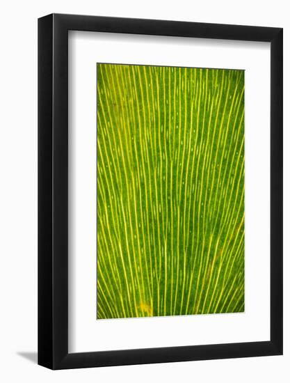 Ginko Tree Leaf-Steve Gadomski-Framed Photographic Print