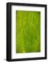 Ginko Tree Leaf-Steve Gadomski-Framed Photographic Print