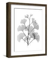 Ginko-Albert Koetsier-Framed Art Print