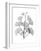 Ginko-Albert Koetsier-Framed Art Print