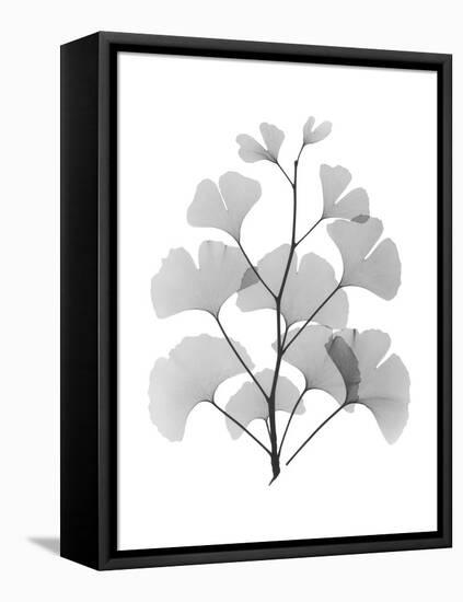 Ginko-Albert Koetsier-Framed Stretched Canvas