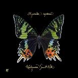 Striking Butterfly IV-Ginny Joyner-Art Print