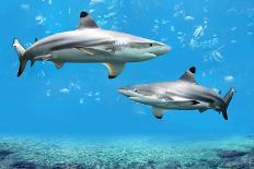 Blacktip Reef Sharks Swimming in Tropical Waters over Coral Reef-Gino Santa Maria-Photographic Print
