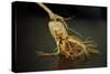 Ginseng Is Any One of Eleven Species of Slow-Growing Perennial Plants with Fleshy Roots-Frank May-Stretched Canvas