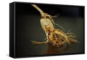 Ginseng Is Any One of Eleven Species of Slow-Growing Perennial Plants with Fleshy Roots-Frank May-Framed Stretched Canvas