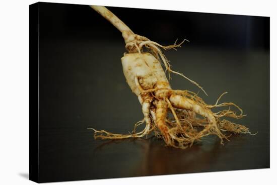 Ginseng Is Any One of Eleven Species of Slow-Growing Perennial Plants with Fleshy Roots-Frank May-Stretched Canvas