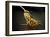 Ginseng Is Any One of Eleven Species of Slow-Growing Perennial Plants with Fleshy Roots-Frank May-Framed Photo