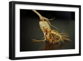 Ginseng Is Any One of Eleven Species of Slow-Growing Perennial Plants with Fleshy Roots-Frank May-Framed Photo