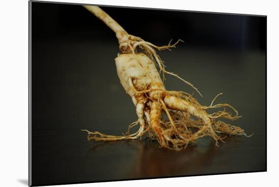 Ginseng Is Any One of Eleven Species of Slow-Growing Perennial Plants with Fleshy Roots-Frank May-Mounted Photo