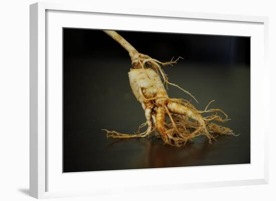 Ginseng Is Any One of Eleven Species of Slow-Growing Perennial Plants with Fleshy Roots-Frank May-Framed Photo