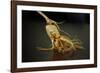 Ginseng Is Any One of Eleven Species of Slow-Growing Perennial Plants with Fleshy Roots-Frank May-Framed Photo