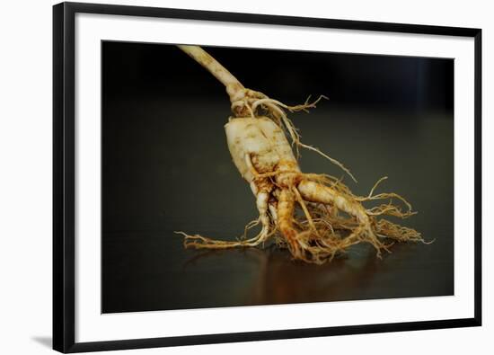 Ginseng Is Any One of Eleven Species of Slow-Growing Perennial Plants with Fleshy Roots-Frank May-Framed Photo