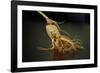 Ginseng Is Any One of Eleven Species of Slow-Growing Perennial Plants with Fleshy Roots-Frank May-Framed Photo