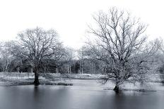 Swans at the Sundown-ginton-Photographic Print