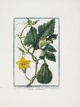 Vegetable Print, from Hortus Romanus, Vol. I or II?, 1772-1793-Giorgio Bonelli-Giclee Print