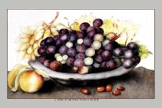 Dish of Cherries with a Bean and a Hornet-Giovanna Garzoni-Art Print