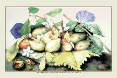 Dish of Figs with Jasmine and Small Pears-Giovanna Garzoni-Art Print