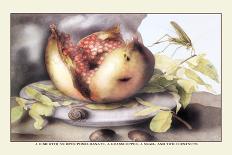 Dish with a Pomegranate, A Grasshopper, A Snail, and Two Chestnuts-Giovanna Garzoni-Art Print