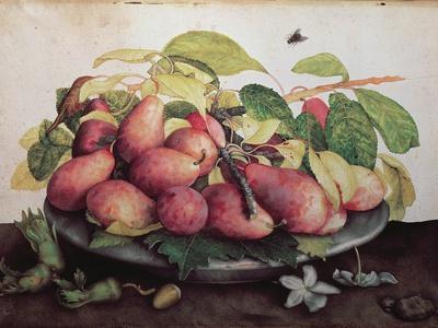 Pears with Hawthorns