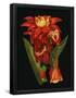 Essential Black