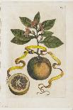 Idem Aurantium Limonis Effigle, from Hesperides, 1646-Giovanni Battista Ferrari-Laminated Giclee Print