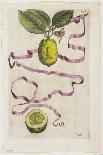 Idem Aurantium Limonis Effigle, from Hesperides, 1646-Giovanni Battista Ferrari-Framed Giclee Print