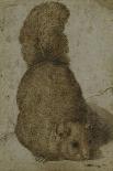 A Squirrel-Giovanni da Udine (Attr to)-Framed Stretched Canvas