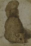 A Squirrel-Giovanni da Udine (Attr to)-Framed Stretched Canvas