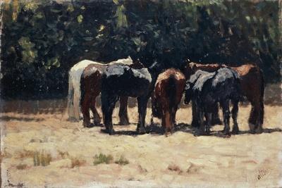 Horses in Sun, Circa 1880