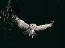 Tawny Owl in the Night, Flghting Whit Prey Field or Wood Mouse (Apodemus Sylvaticus)-Giovanni Giuseppe Bellani-Stretched Canvas