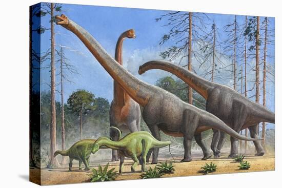 Giraffatitan and Dicraeosaurus Dinosaurs Grazing in a Prehistoric Environment-null-Stretched Canvas