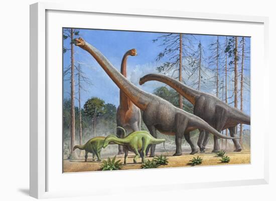 Giraffatitan and Dicraeosaurus Dinosaurs Grazing in a Prehistoric Environment-null-Framed Art Print