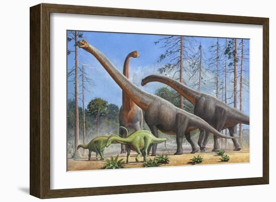 Giraffatitan and Dicraeosaurus Dinosaurs Grazing in a Prehistoric Environment-null-Framed Art Print