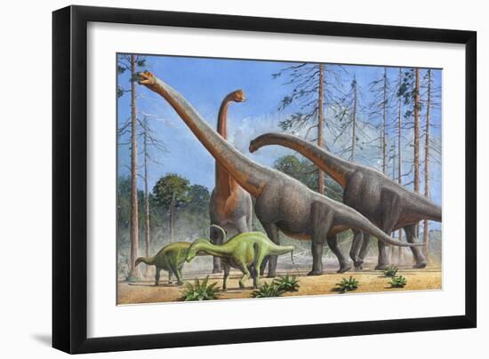 Giraffatitan and Dicraeosaurus Dinosaurs Grazing in a Prehistoric Environment-null-Framed Art Print