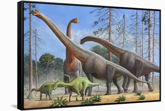 Giraffatitan and Dicraeosaurus Dinosaurs Grazing in a Prehistoric Environment-null-Framed Stretched Canvas