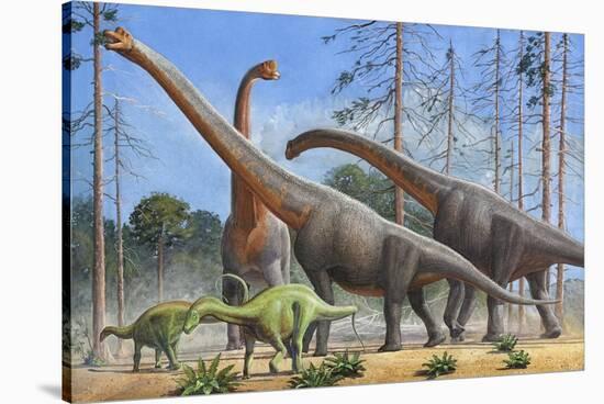 Giraffatitan and Dicraeosaurus Dinosaurs Grazing in a Prehistoric Environment-null-Stretched Canvas