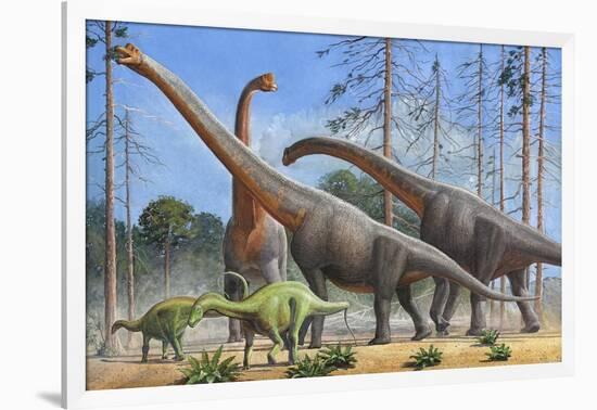 Giraffatitan and Dicraeosaurus Dinosaurs Grazing in a Prehistoric Environment-null-Framed Art Print