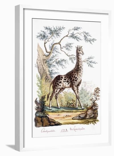 Giraffe, 1794-null-Framed Premium Giclee Print