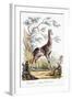Giraffe, 1794-null-Framed Premium Giclee Print
