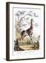 Giraffe, 1794-null-Framed Premium Giclee Print